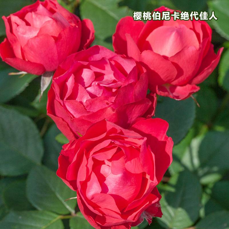 樱桃伯尼卡 樱桃伯尼卡