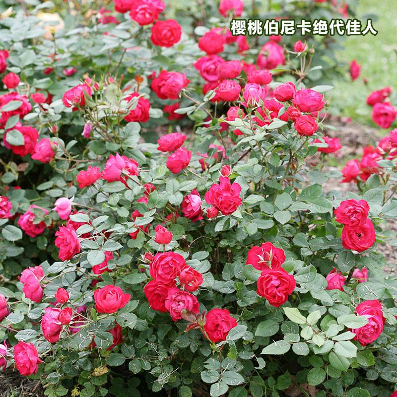 樱桃伯尼卡 为什么单瓣的月季不受欢迎