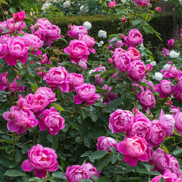 王室庆典Royal Jubilee 王室庆典Royal Jubilee