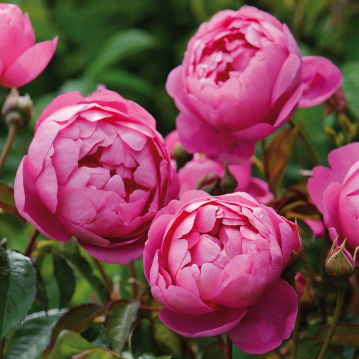 王室庆典Royal Jubilee 王室庆典Royal Jubilee