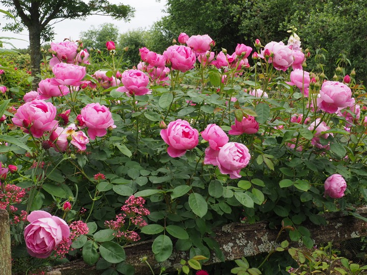 王室庆典Royal Jubilee 王室庆典Royal Jubilee