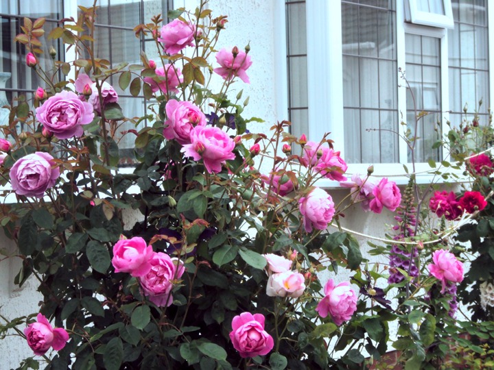 王室庆典Royal Jubilee 王室庆典Royal Jubilee