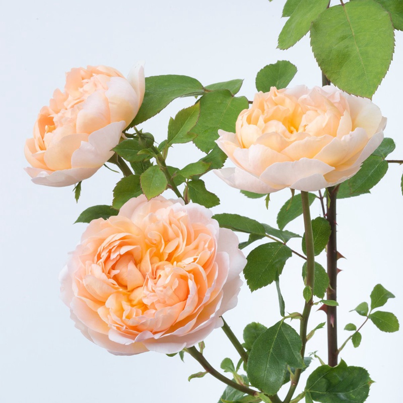 园丁夫人The Lady Gardener 园丁夫人The Lady Gardener