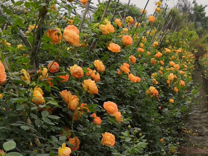 中国月季花之乡 中国月季花之乡