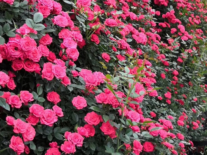 中国月季花之乡 中国月季花之乡