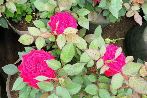 欧洲月季花 欧洲月季花