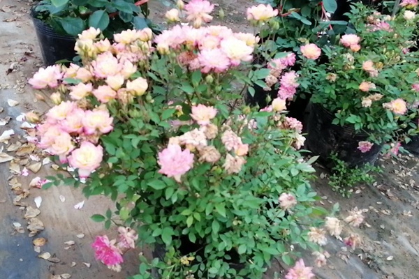 欧洲月季花 欧洲月季花