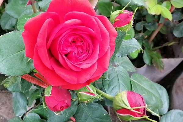 微型月季花 微型月季花