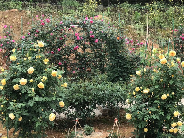 江苏沭阳月季花基地 江苏沭阳月季花基地