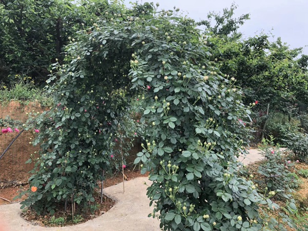 江苏沭阳月季花基地 江苏沭阳月季花基地