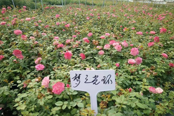 沭阳月季批发市场在哪里 沭阳月季批发市场在哪里
