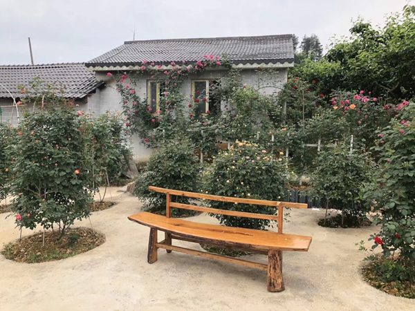 南阳最大的月季基地有哪些 南阳最大的月季基地有哪些