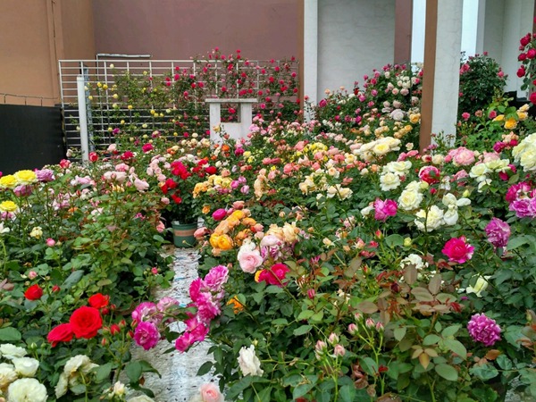 月季花越长越差是什么原因? 月季花越长越差是什么原因?