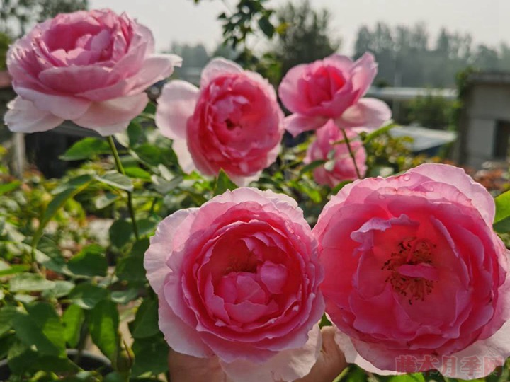 一朵月季花能开几天? 一朵月季花能开几天?