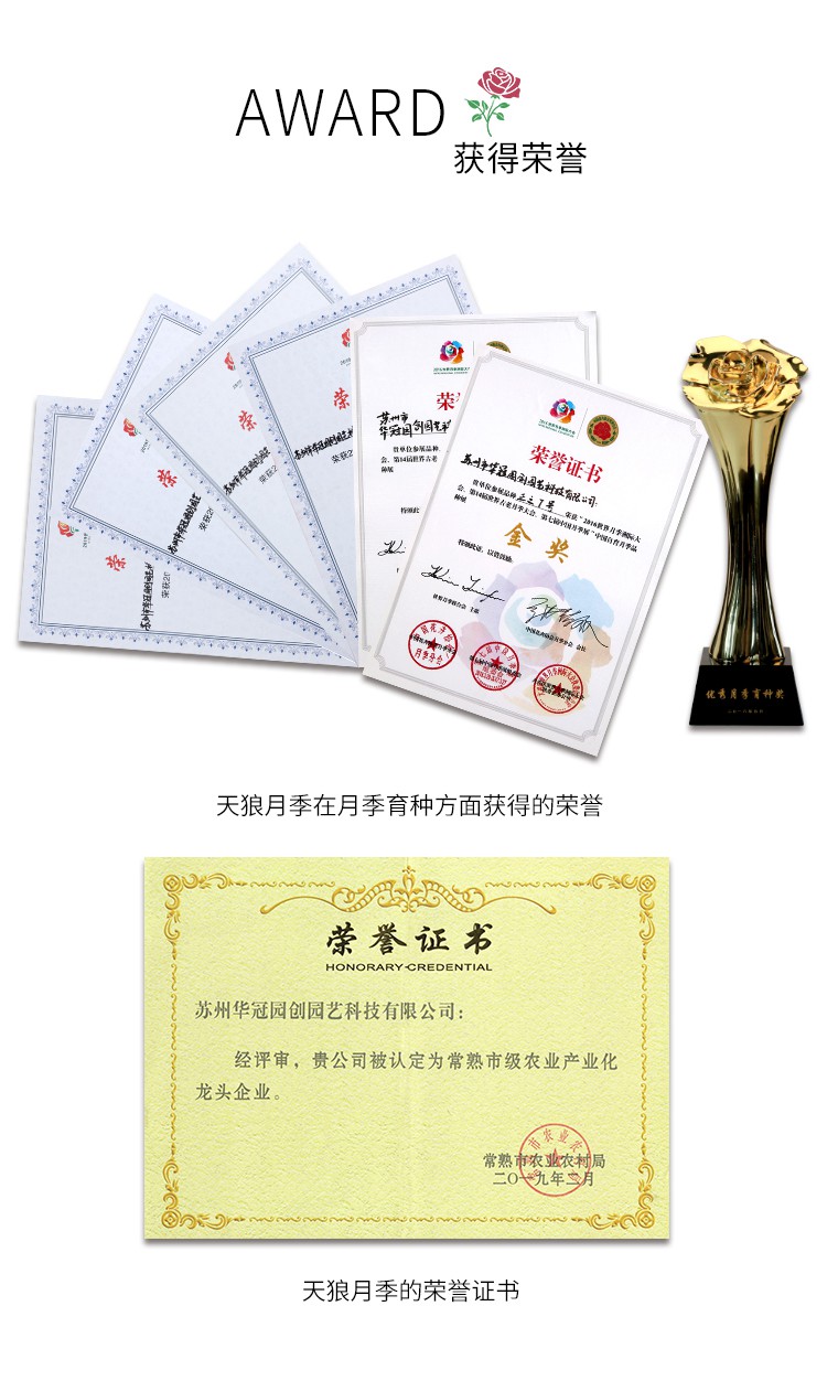 天狼月季的品牌故事 天狼月季的品牌故事