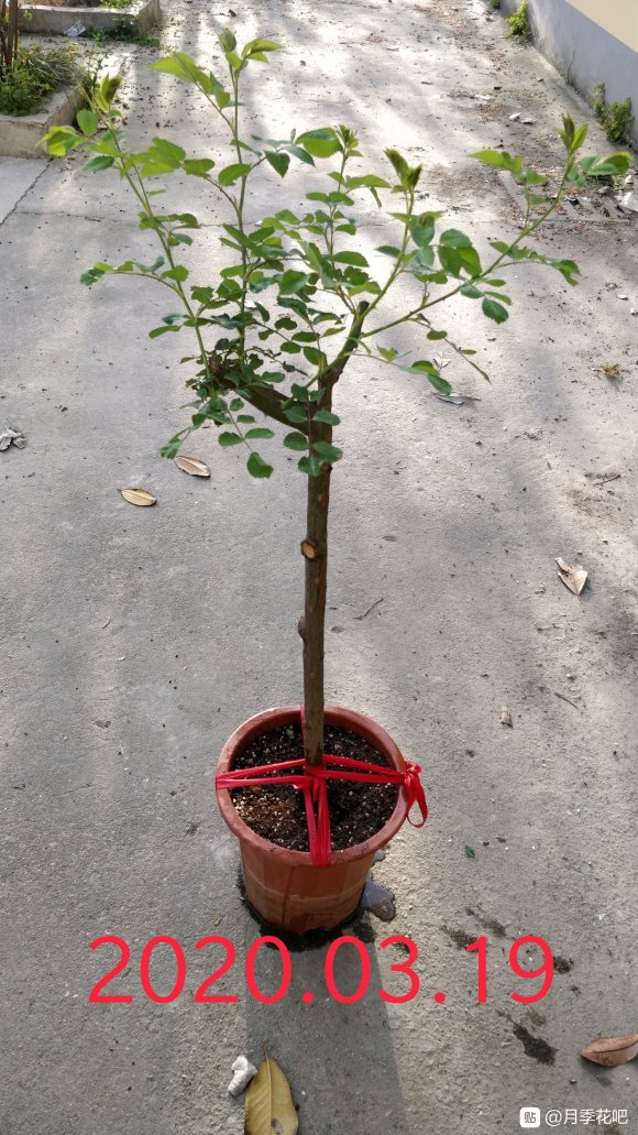 躲躲藏藏棒棒糖嫁接养成记 躲躲藏藏棒棒糖嫁接养成记