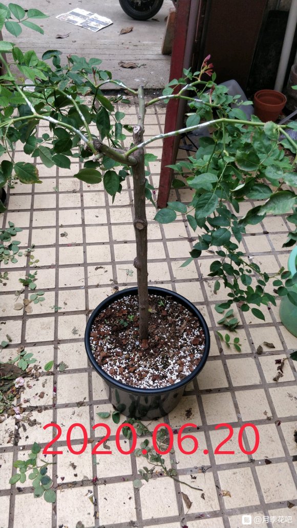 躲躲藏藏棒棒糖嫁接养成记 躲躲藏藏棒棒糖嫁接养成记