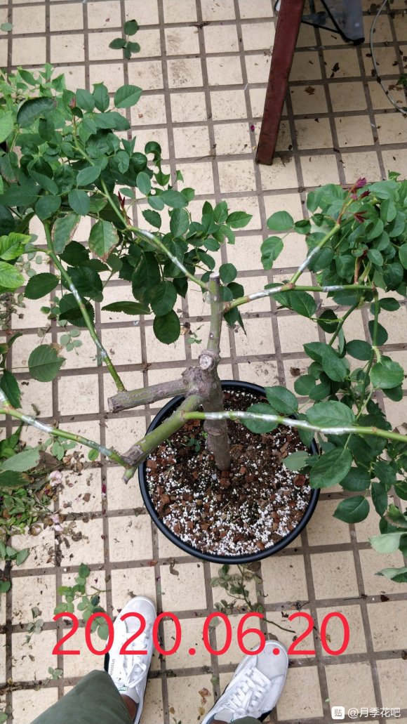躲躲藏藏棒棒糖嫁接养成记 躲躲藏藏棒棒糖嫁接养成记