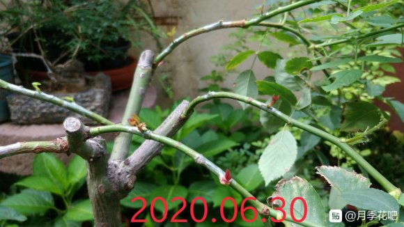 躲躲藏藏棒棒糖嫁接养成记 躲躲藏藏棒棒糖嫁接养成记