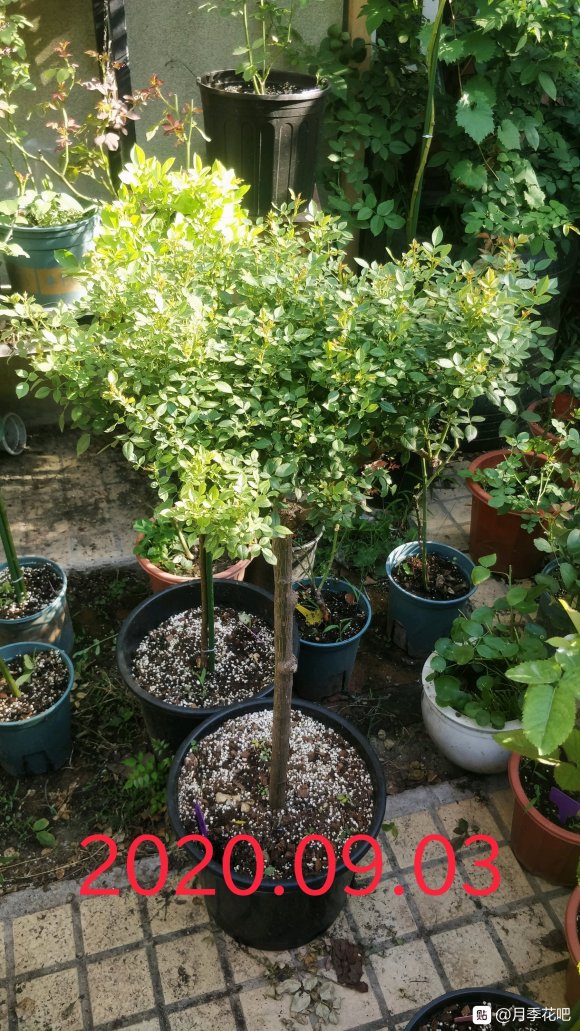 躲躲藏藏棒棒糖嫁接养成记 躲躲藏藏棒棒糖嫁接养成记