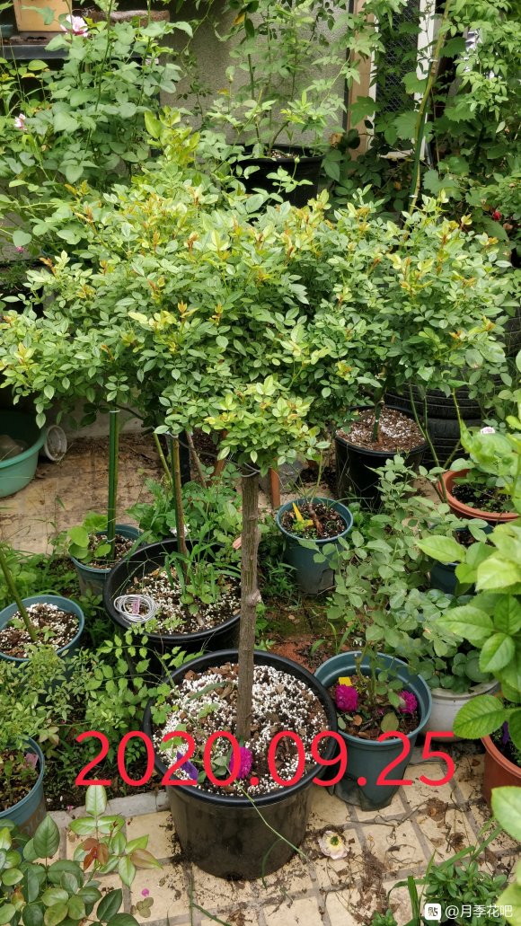 躲躲藏藏棒棒糖嫁接养成记 躲躲藏藏棒棒糖嫁接养成记