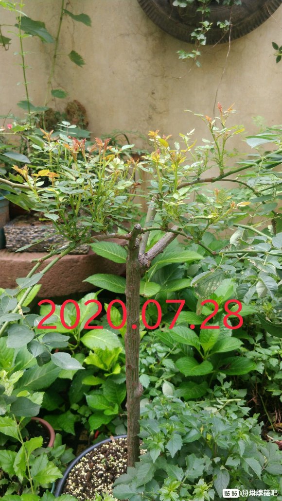 躲躲藏藏棒棒糖嫁接养成记 躲躲藏藏棒棒糖嫁接养成记