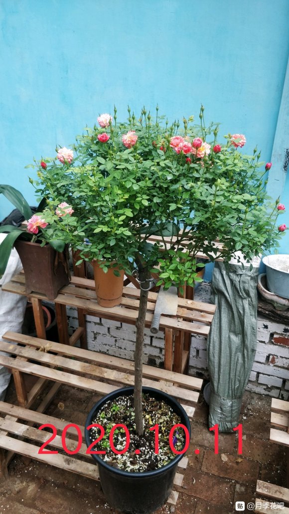 躲躲藏藏棒棒糖嫁接养成记 躲躲藏藏棒棒糖嫁接养成记