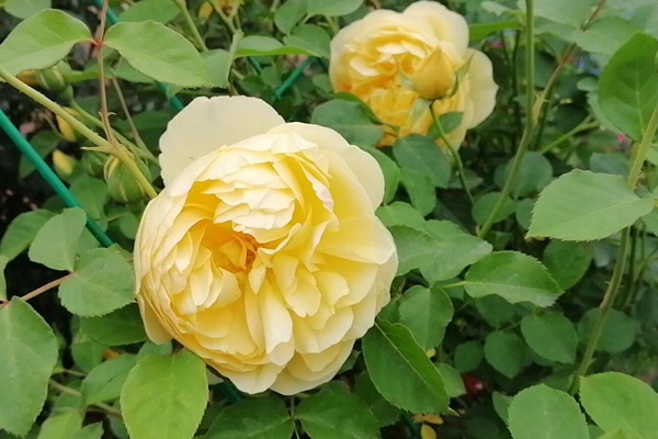 月季花夏季为什么会开不标准 月季花夏季为什么会开不标准