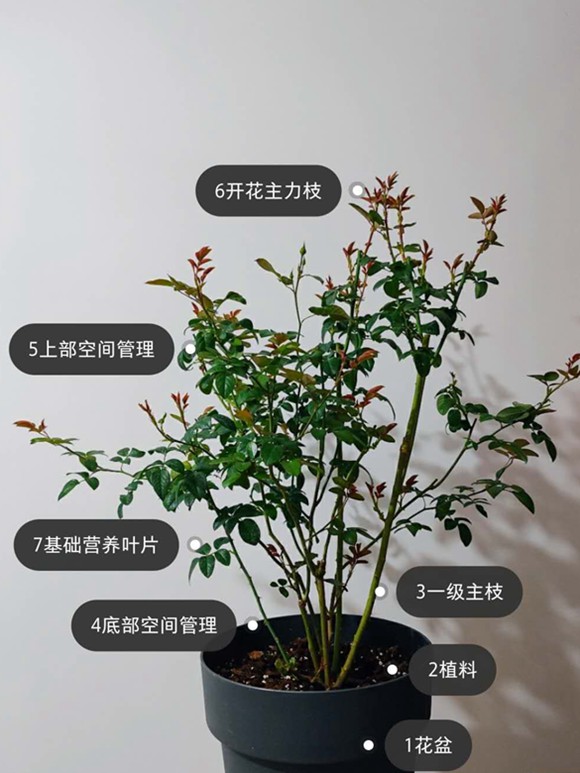 一张图详细教你怎么打造爆花盆栽月季 一张图详细教你怎么打造爆花盆栽月季