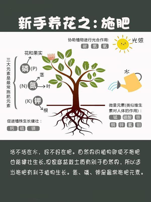 新手养花施肥指南 新手养花施肥指南