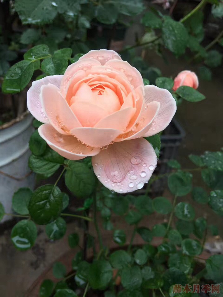 瑞典女王月季 瑞典女王月季