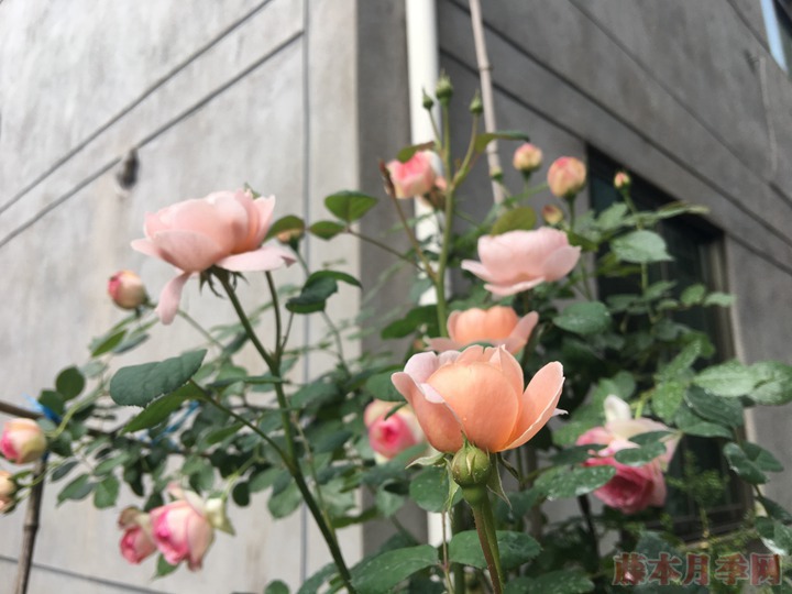 瑞典女王月季 瑞典女王月季