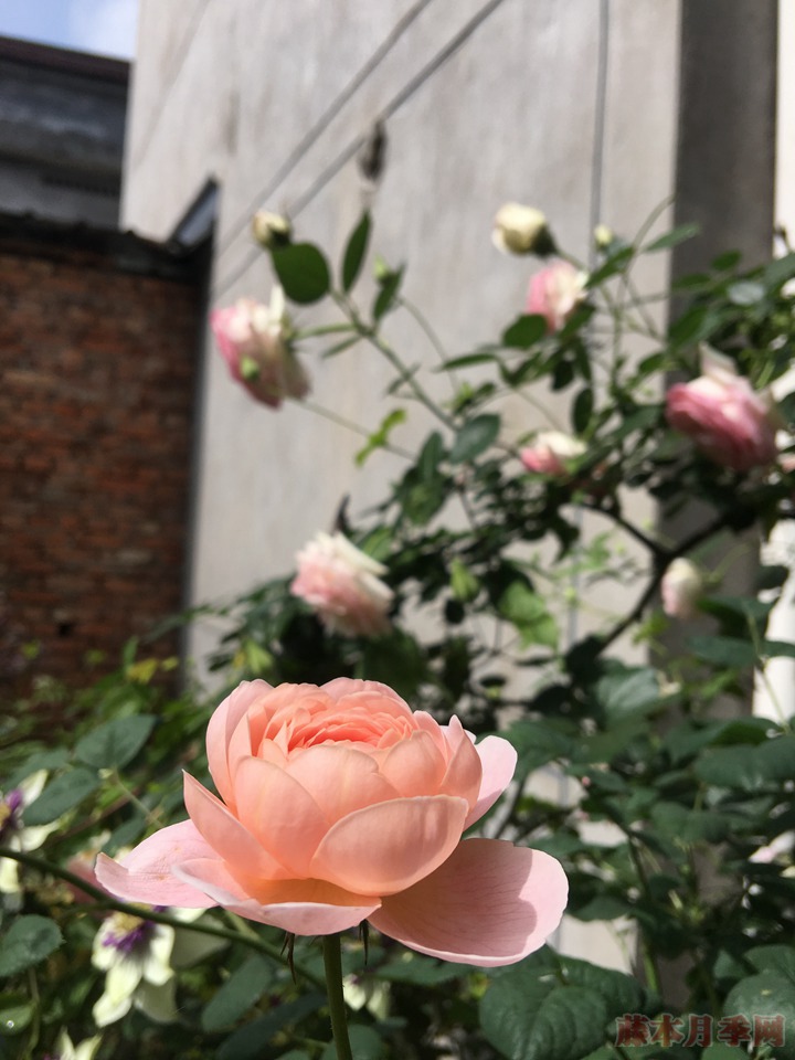 瑞典女王月季 瑞典女王月季