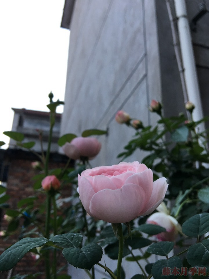 瑞典女王月季 瑞典女王月季