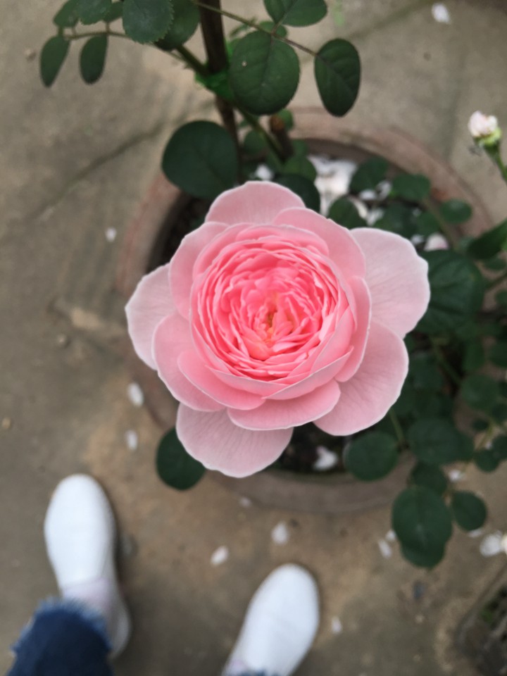 瑞典女王月季 瑞典女王月季