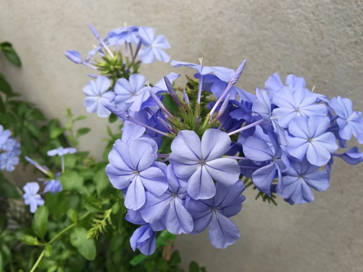 蓝雪花 蓝雪花