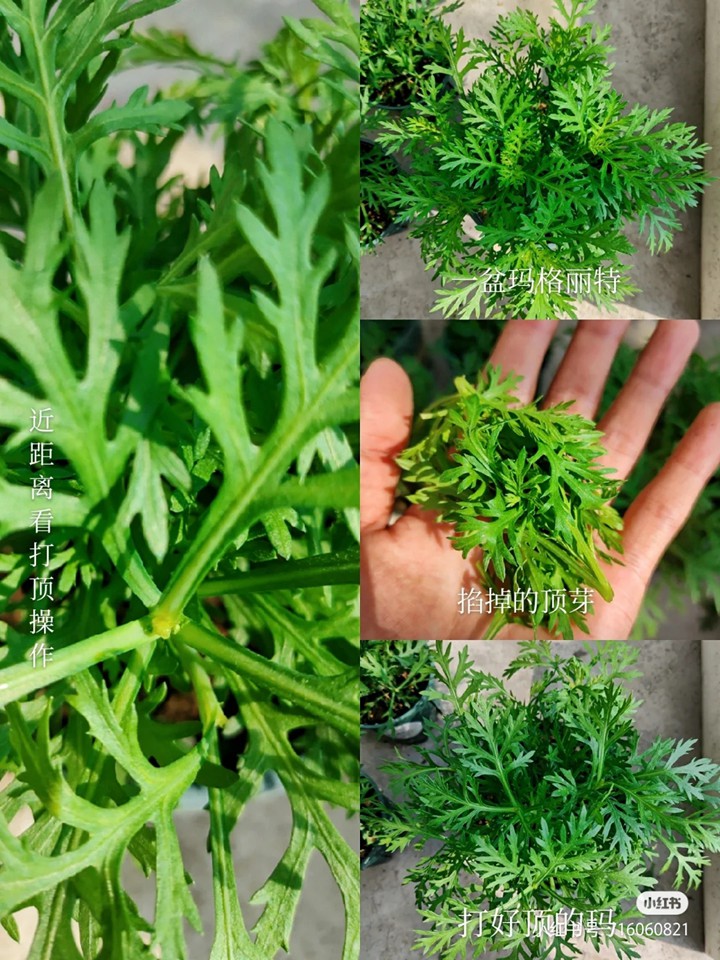 玛格丽特菊秋冬养护和修剪打顶详解 玛格丽特菊秋冬养护和修剪打顶详解