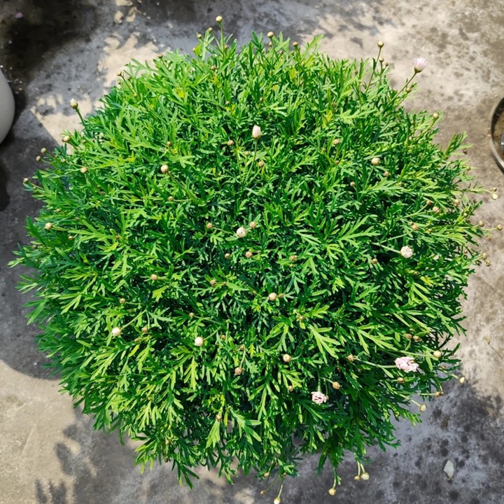 玛格丽特菊秋冬养护和修剪打顶详解 玛格丽特菊秋冬养护和修剪打顶详解