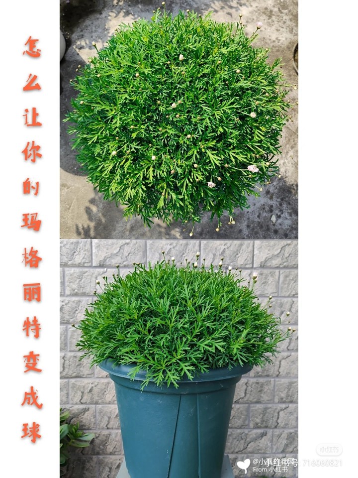 玛格丽特菊秋冬养护和修剪打顶详解 玛格丽特菊秋冬养护和修剪打顶详解