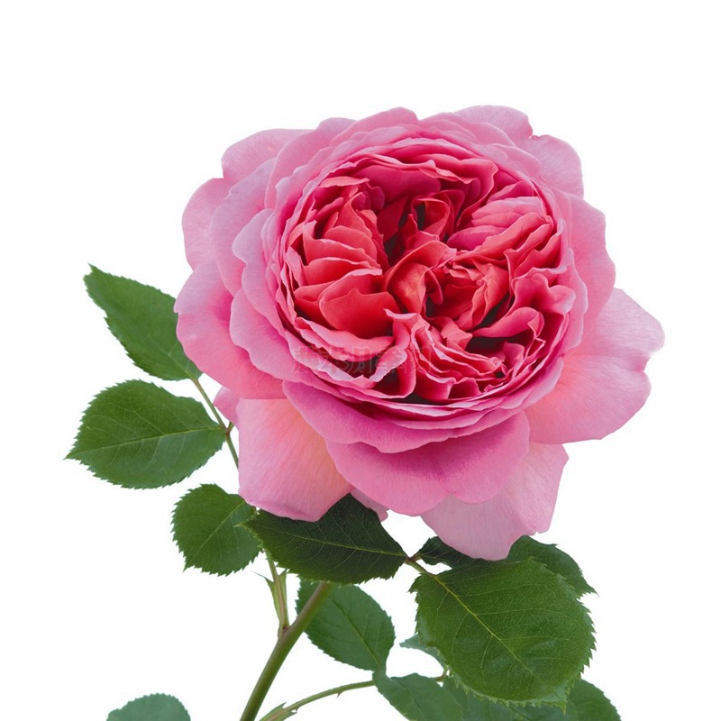 肯特公主 肯特公主(Princess Alexandra of Kent)