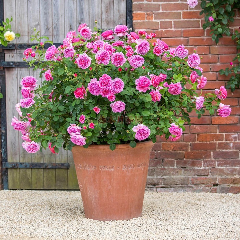 肯特公主 肯特公主(Princess Alexandra of Kent)