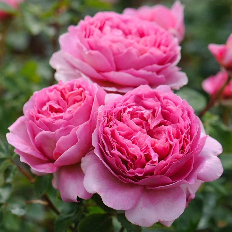 肯特公主 肯特公主(Princess Alexandra of Kent)