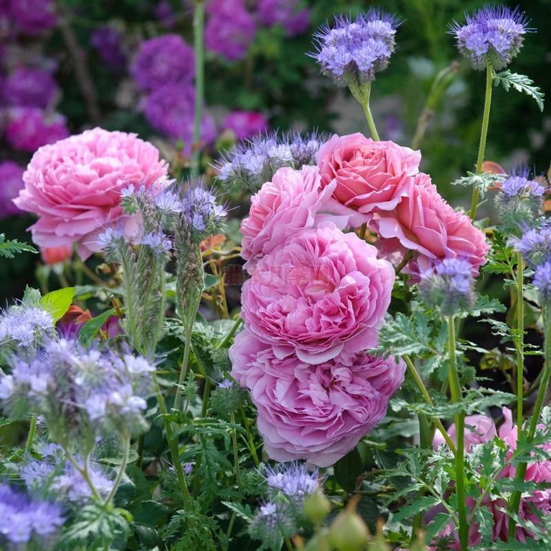 肯特公主 肯特公主(Princess Alexandra of Kent)