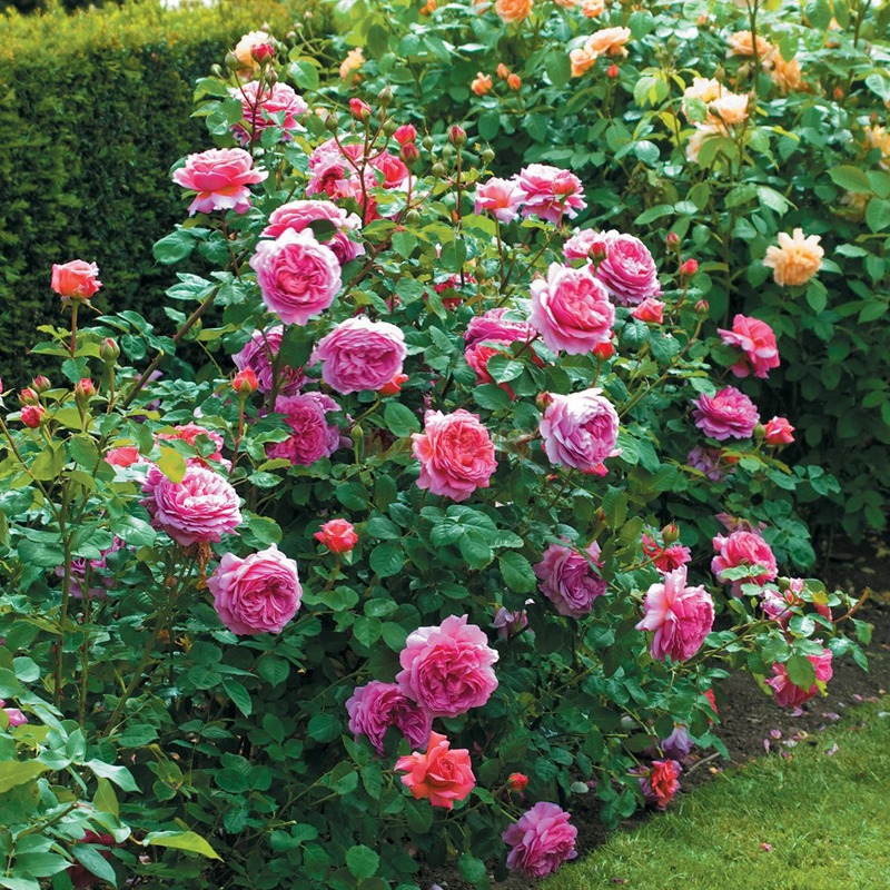 肯特公主 肯特公主(Princess Alexandra of Kent)