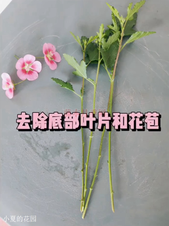 小木槿棒棒糖详细步骤扦插篇 小木槿棒棒糖详细步骤扦插篇