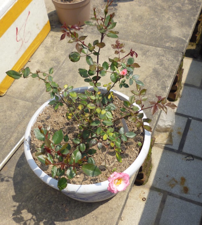 我的星条旗,仔细看他的花苞。 星条旗月季种植经验分享