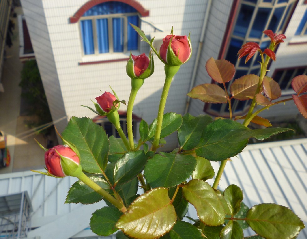 阿罗哈的暗红色花苞感觉非常美好