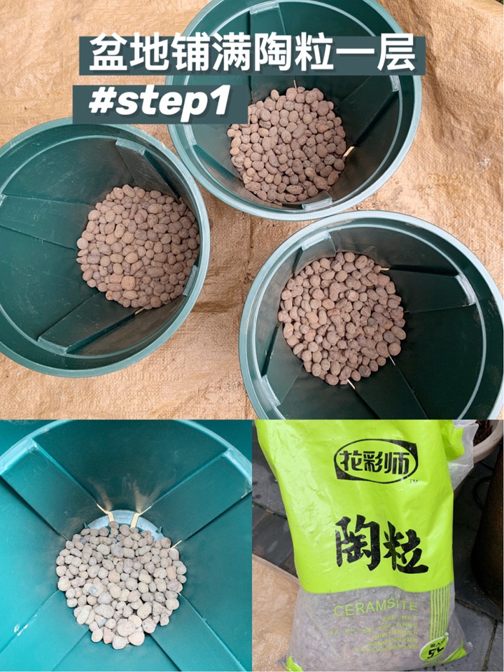 月季小苗快速养大全攻略 月季小苗快速养大全攻略