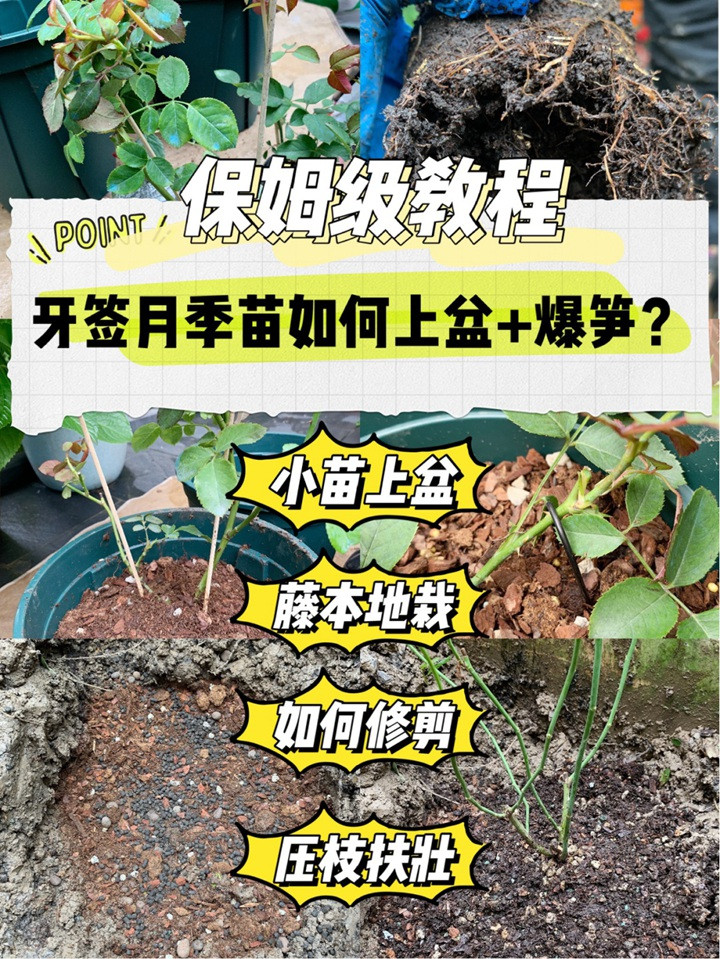 月季小苗快速养大全攻略 月季小苗快速养大全攻略