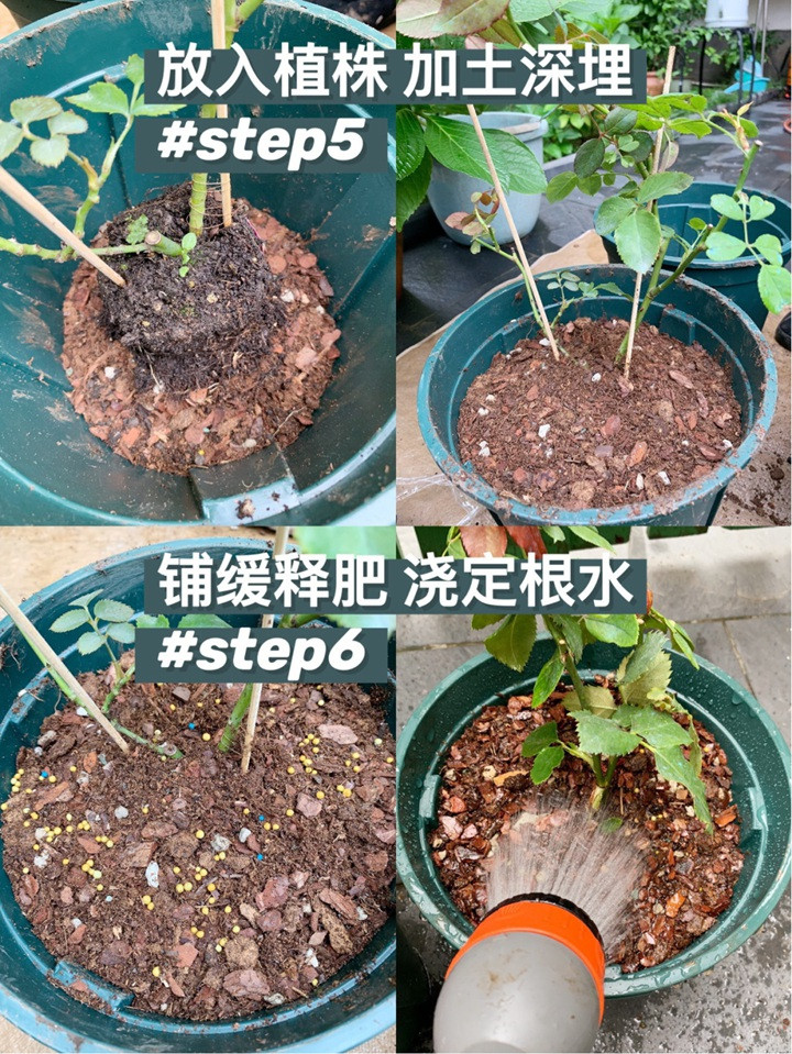 月季小苗快速养大全攻略 月季小苗快速养大全攻略
